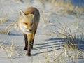 Red Fox on Beach Royalty Free Stock Photo