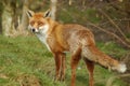Red Fox Royalty Free Stock Photo