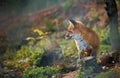 Red fox beeing attentively