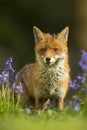 Red fox in bluebells - Vulpes vulpes