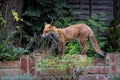 Red fox on a brick ledge beside a fence, surveying its surroundings