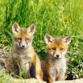 Red fox brothers Royalty Free Stock Photo