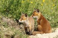 Red fox brothers Royalty Free Stock Photo