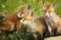 Red fox brothers near the den Royalty Free Stock Photo
