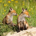 Red fox brothers Royalty Free Stock Photo