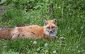 A Red fox with a bushy tail lying in the grass in Algonquin Park, Canada in summer Royalty Free Stock Photo