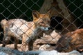 Red fox in a cage in a zoo. Close up. Front view Royalty Free Stock Photo