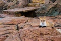 Red fox calmly lies on a stone and looks into the frame. In the wild