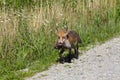 Red Fox carrying muskrat