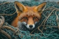 A Startling Capture of a Red Fox Trapped in a Fishing Net, Eliciting a Strong Emotional Reaction and Shedding Light