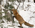 Red Fox Stock Photos. Red fox climbing on a rock in the winter season in its environment and habitat with snow forest background Royalty Free Stock Photo