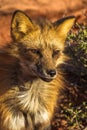 Red Fox Royalty Free Stock Photo