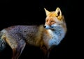 Red fox Royalty Free Stock Photo