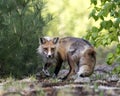 Red Fox Photo Stock. Fox Image. Close-up profile side view in the springtime with blur forest background and  its environment and Royalty Free Stock Photo