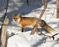 Red Fox Stock Photos. Close-up profile side view in the winter season in its environment and habitat with blur snow background Royalty Free Stock Photo