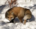 Red Fox Stock Photos. Close-up profile side view in the winter season in its environment and habitat with blur snow background Royalty Free Stock Photo