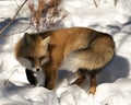 Red Fox Stock Photos. Close-up profile side view in the winter season in its environment and habitat with blur snow background Royalty Free Stock Photo