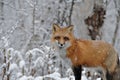 Red Fox stock photos. Red fox close-up profile view with falling snow in the winter season in its environment and habitat with Royalty Free Stock Photo