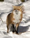 Red Fox Stock Photos. Close-up profile view in the forest in the winter season showing its teeth, smiling face, fur in its habitat Royalty Free Stock Photo