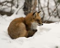 Red Fox Stock Photos. Close-up profile view resting in the winter season in its environment and habitat with snow background