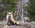 Red Fox Photo Stock. Fox Image. Close-up profile view sitting and looking at camera with a blur fox and forest background in its Royalty Free Stock Photo