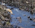 Red Fox Photo Stock. Fox Image. Close-up profile view standing on moss rocks by the water rapids in the spring season with blur Royalty Free Stock Photo