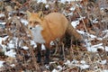 Red Fox stock photos. Red fox close-up profile view in the winter season with brown leaves and snow background in its environment Royalty Free Stock Photo