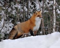 Red Fox stock photos.  Close-up profile view in the winter season in its environment and habitat with blur forest background Royalty Free Stock Photo