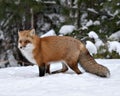 Red Fox stock photos. Fox close-up profile view in the winter season in its environment and habitat with blur forest  background Royalty Free Stock Photo