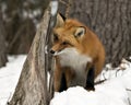 Red Fox Stock Photos. Close-up profile view in the winter season in its environment and habitat with blur forest  background Royalty Free Stock Photo