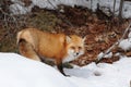 Red Fox stock photos. Fox Image. Picture. Portrait. Close-up profile view in the winter season in its environment and habitat with Royalty Free Stock Photo
