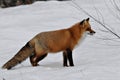 Red Fox stock photos. Close-up profile view in the winter season in its environment and habitat with snow background displaying Royalty Free Stock Photo