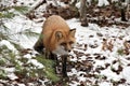 Red Fox stock photos. Red fox close-up profile view in the winter season in its environment and habitat with snow and brown leaves Royalty Free Stock Photo