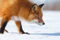 Red fox. Closeup portraits of a fox walking on a snow-covered tundra