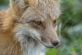 Red Fox closeup staring intensely to side in green grass