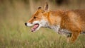 Red fox closeup Royalty Free Stock Photo