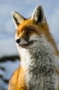 Red fox closeup, wildlife photography Royalty Free Stock Photo