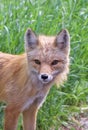 Red Fox Royalty Free Stock Photo