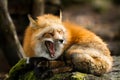 Red fox crying in the forest