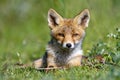 Red Fox cub Royalty Free Stock Photo