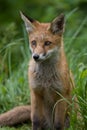 Red Fox cub Royalty Free Stock Photo