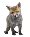 Red fox cub (6 Weeks old)- Vulpes vulpes Royalty Free Stock Photo