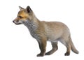 Red fox cub (6 Weeks old)- Vulpes vulpes Royalty Free Stock Photo