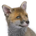 Red fox cub (6 Weeks old)- Vulpes vulpes Royalty Free Stock Photo