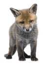 Red fox cub (6 Weeks old)- Vulpes vulpes Royalty Free Stock Photo