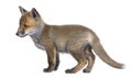 Red fox cub (6 Weeks old)- Vulpes vulpes Royalty Free Stock Photo