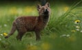 Red fox cub Royalty Free Stock Photo