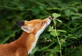 Red fox cub eating blackberries in forest