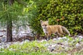 Red Fox Cub