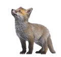 Red fox cub looking up (6 Weeks old)- Vulpes vulpe Royalty Free Stock Photo